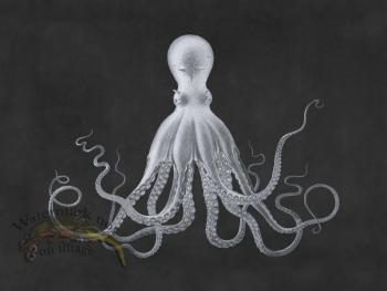 Savigny Octopus Gray
